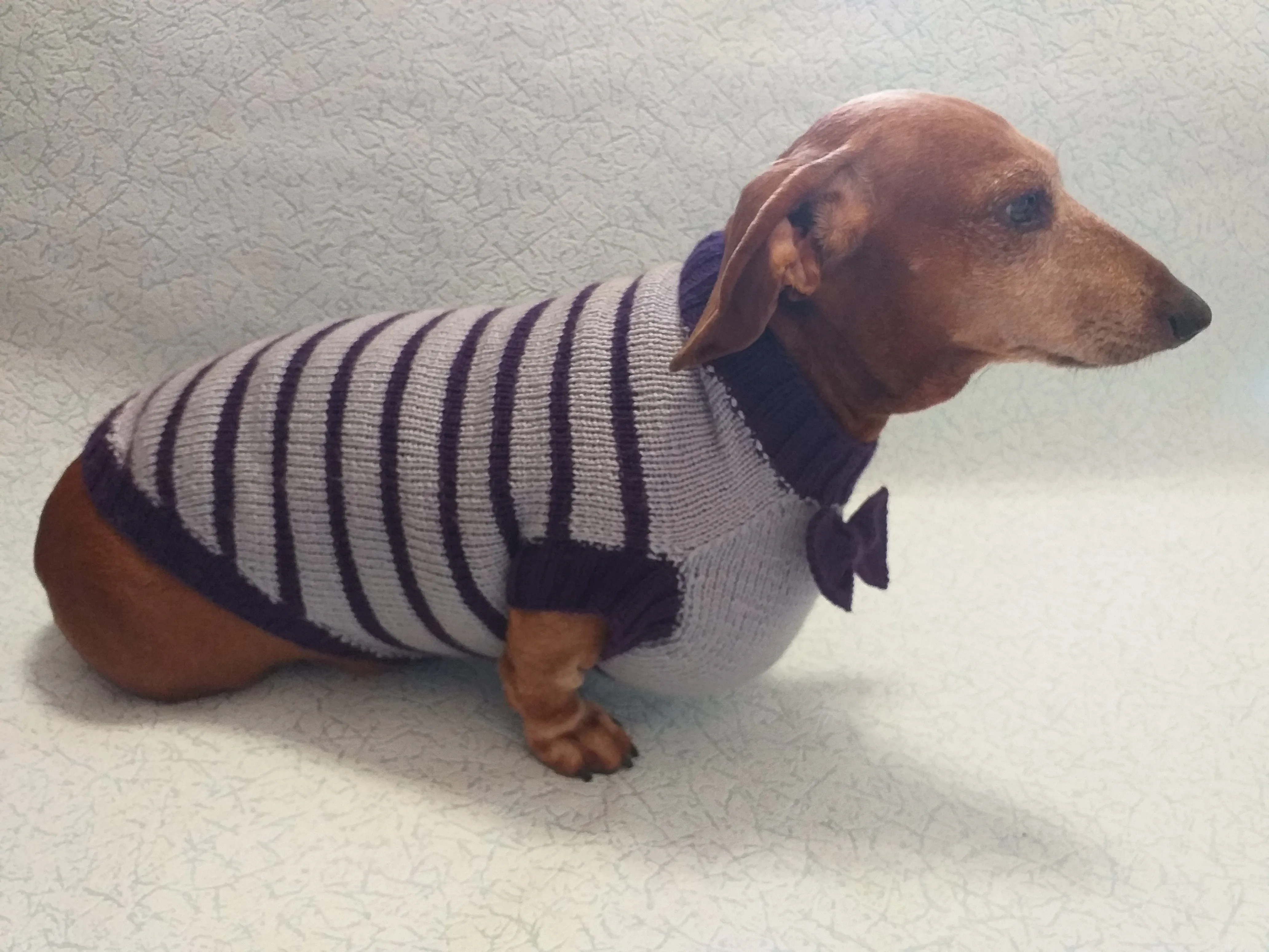 Purple striped knitted bow sweater for dachshund or small dog