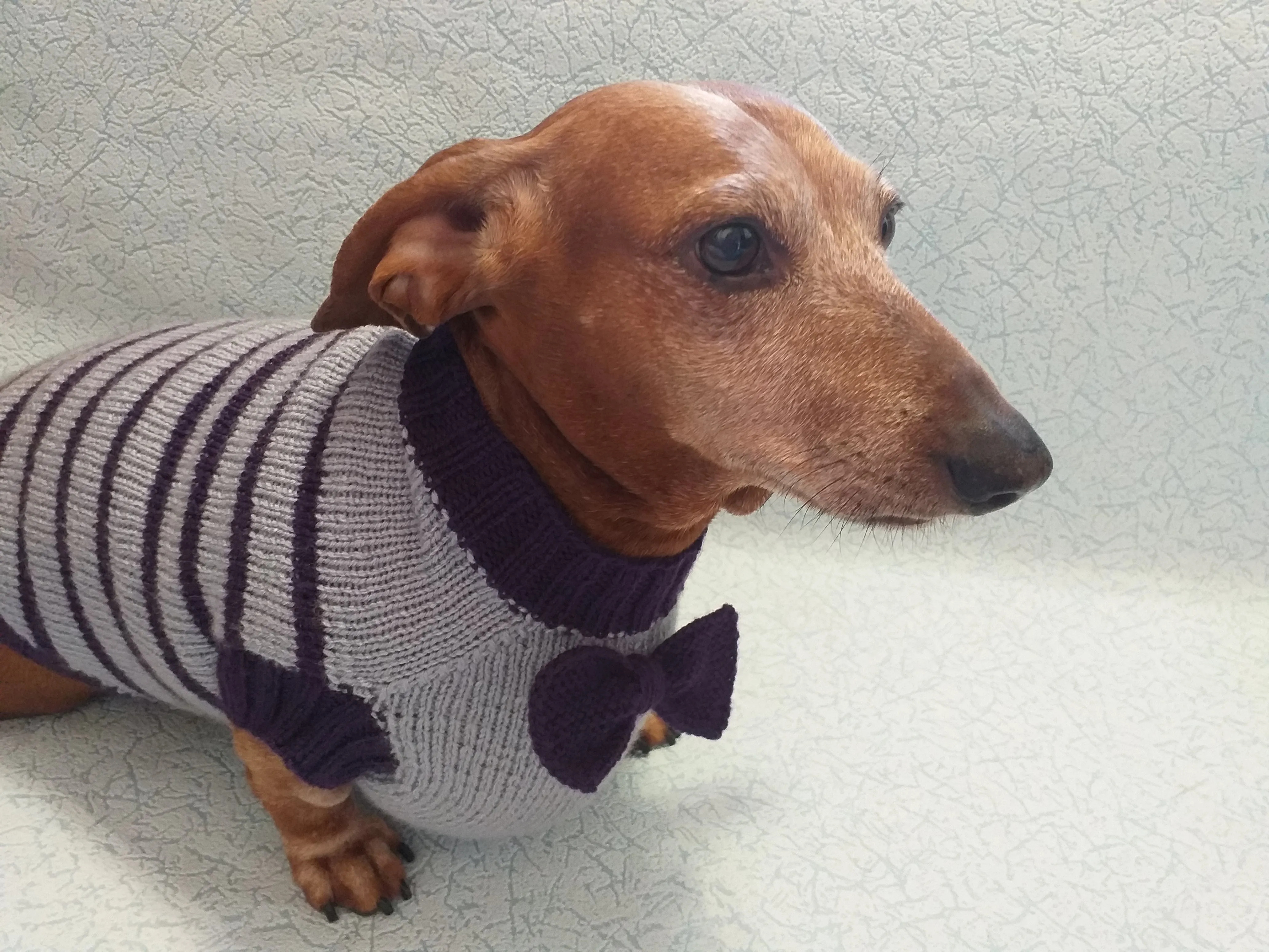 Purple striped knitted bow sweater for dachshund or small dog