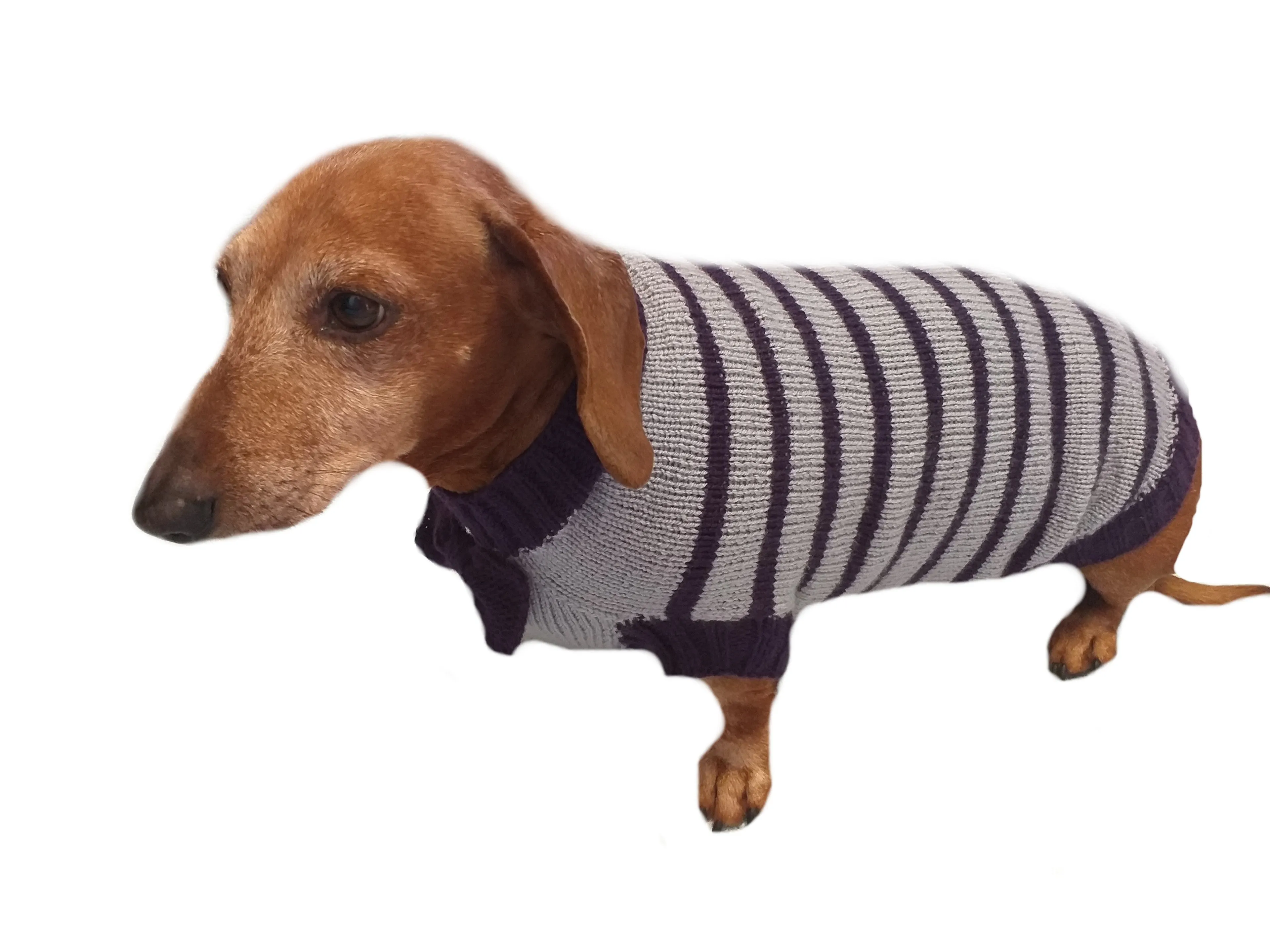 Purple striped knitted bow sweater for dachshund or small dog