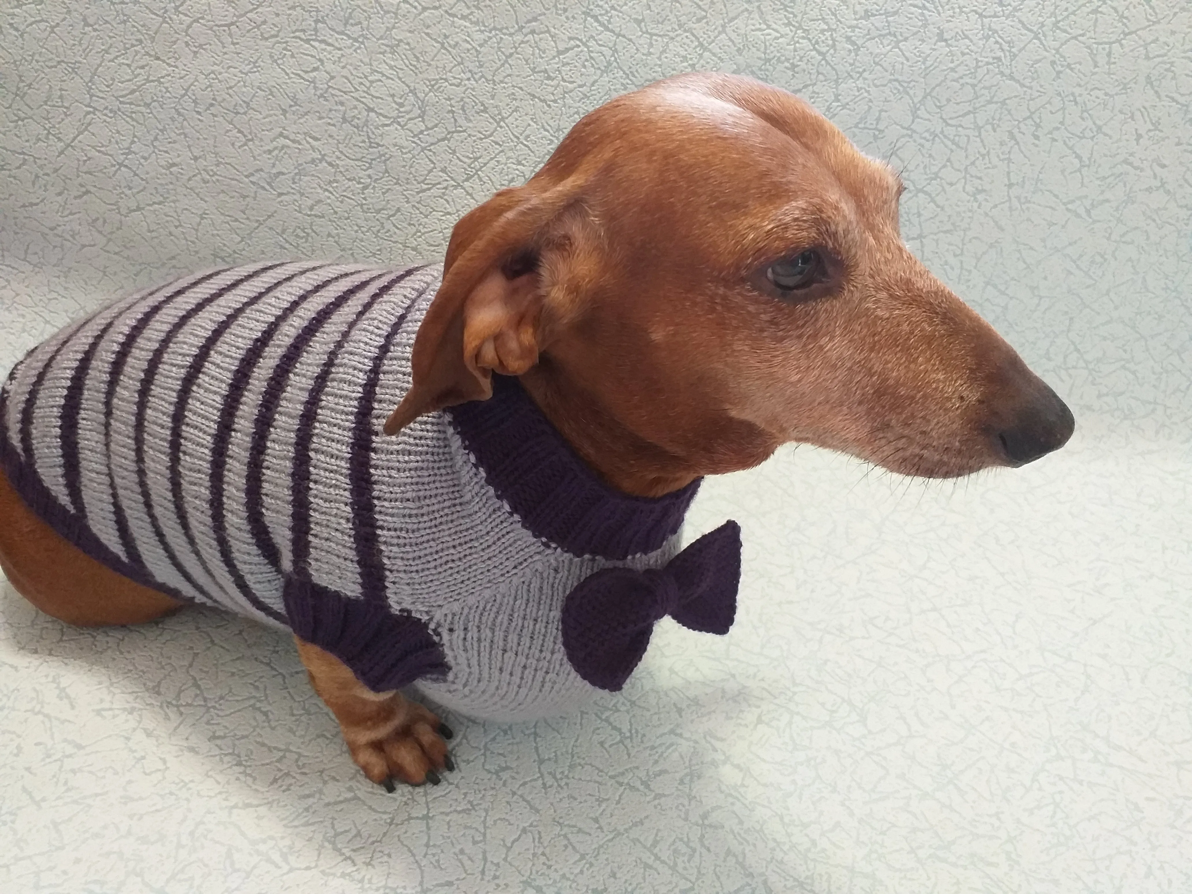 Purple striped knitted bow sweater for dachshund or small dog