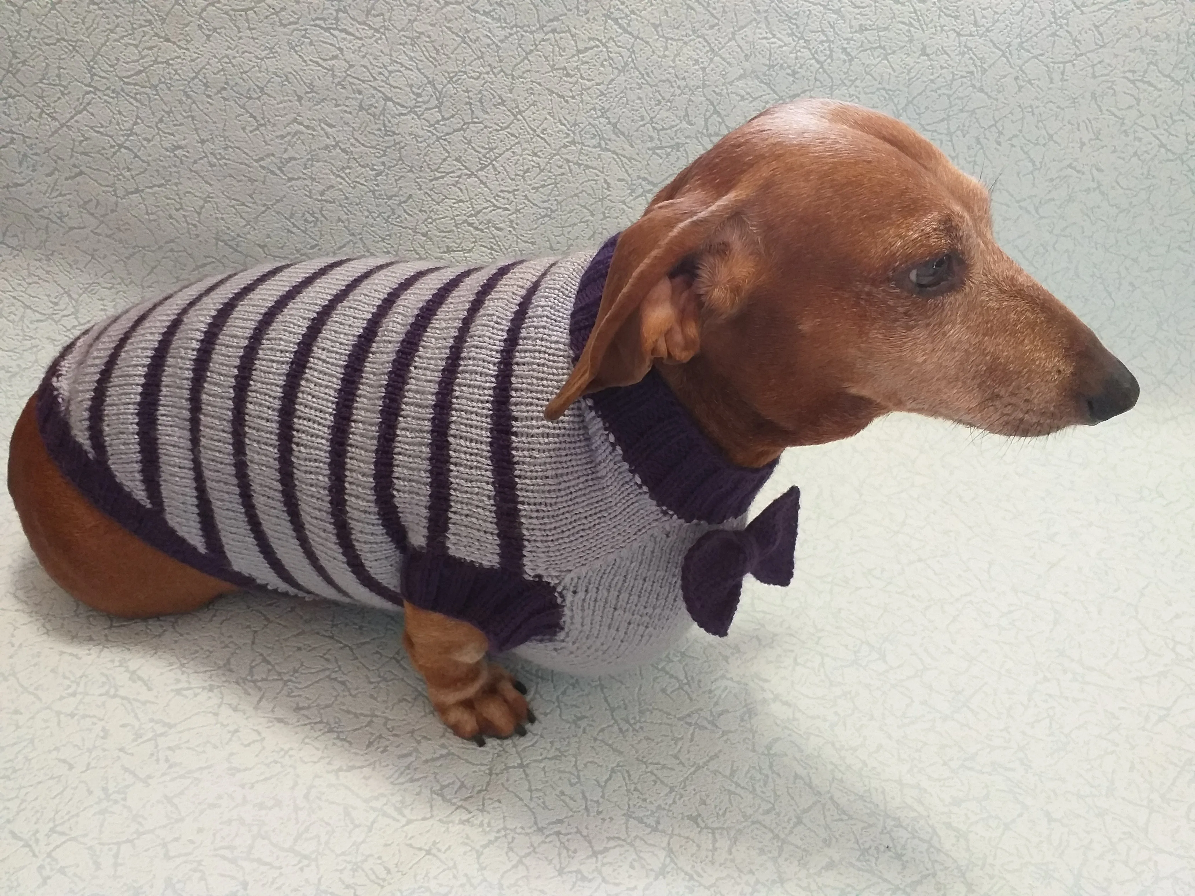 Purple striped knitted bow sweater for dachshund or small dog