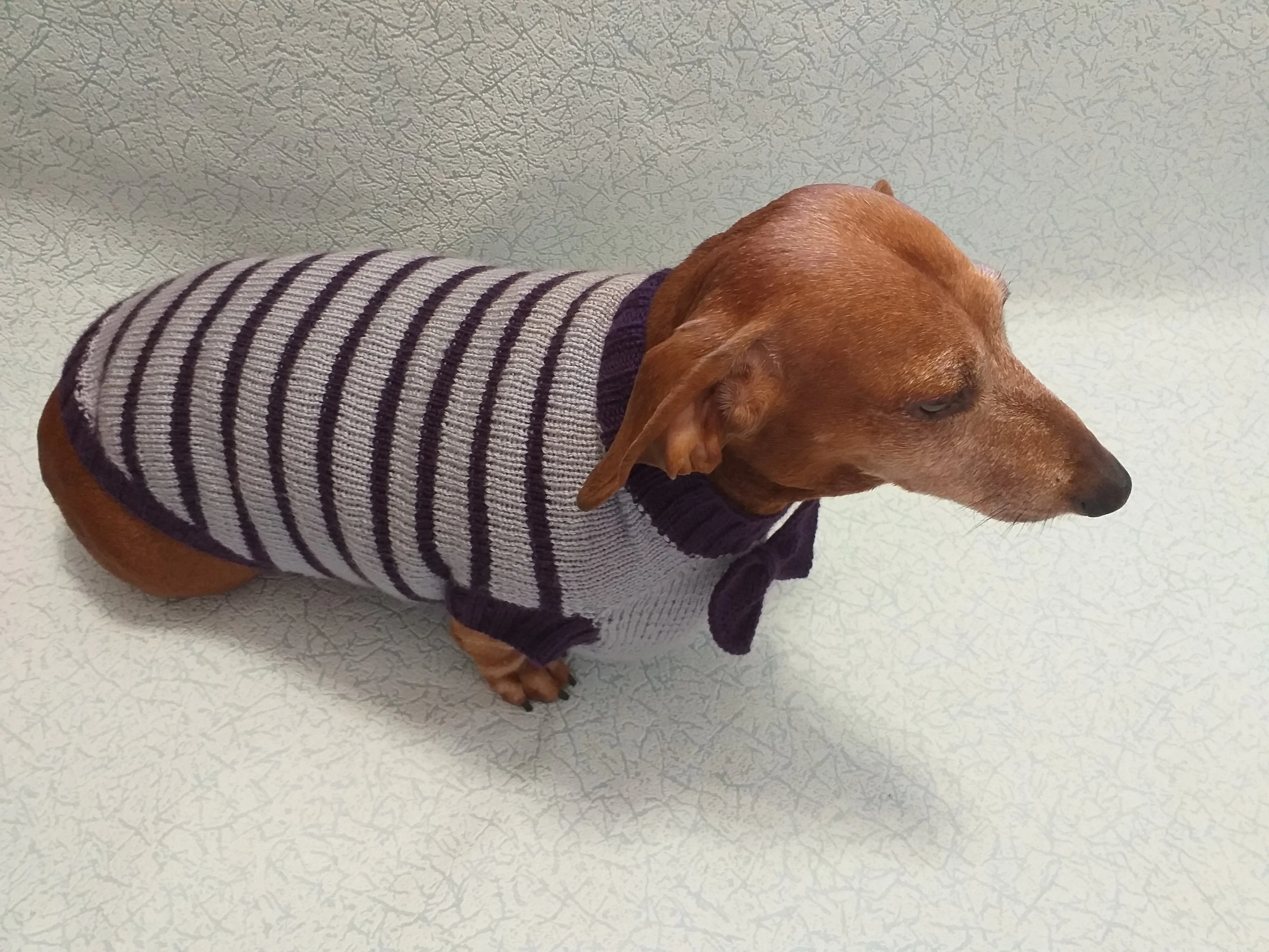 Purple striped knitted bow sweater for dachshund or small dog