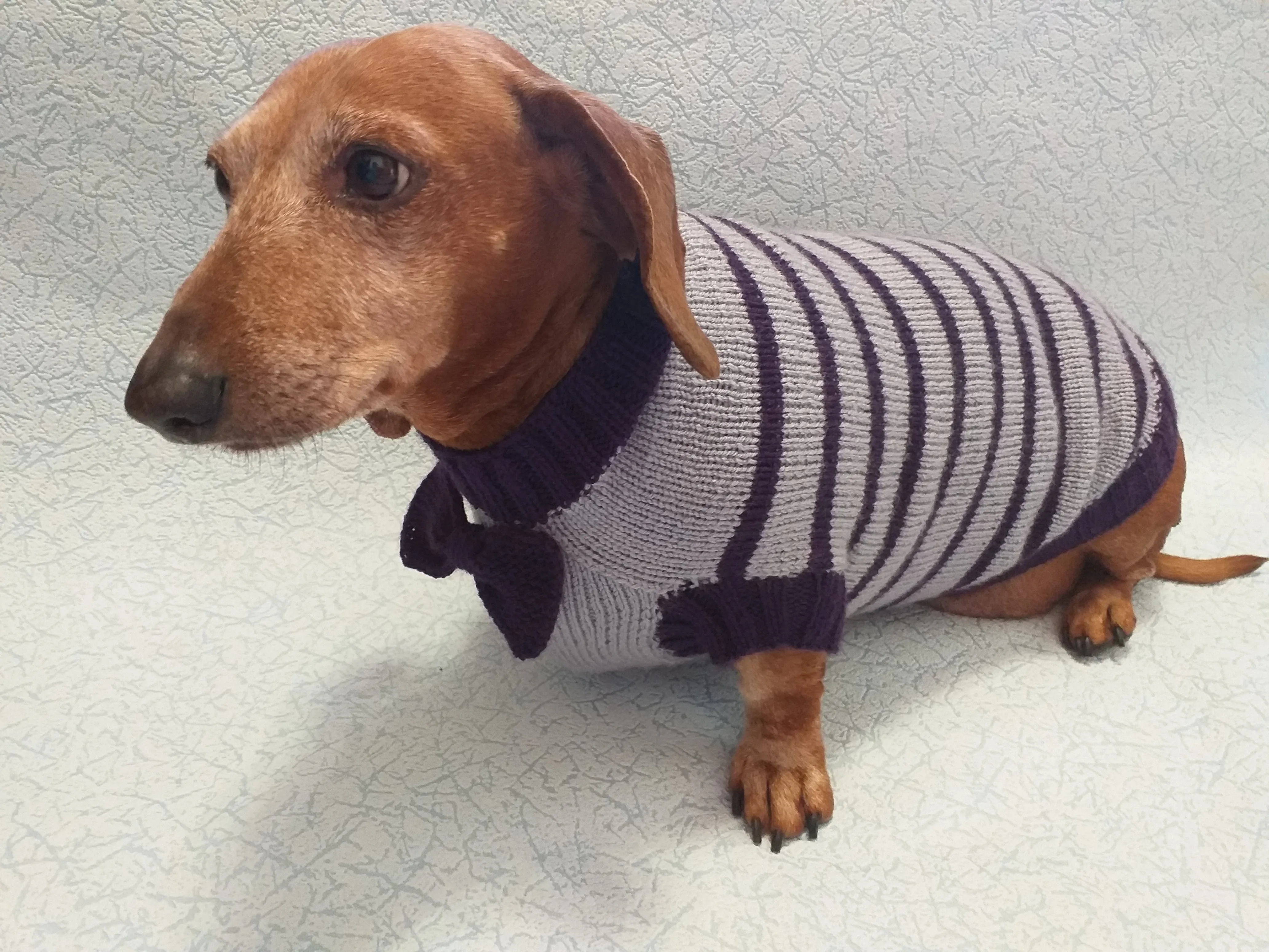 Purple striped knitted bow sweater for dachshund or small dog