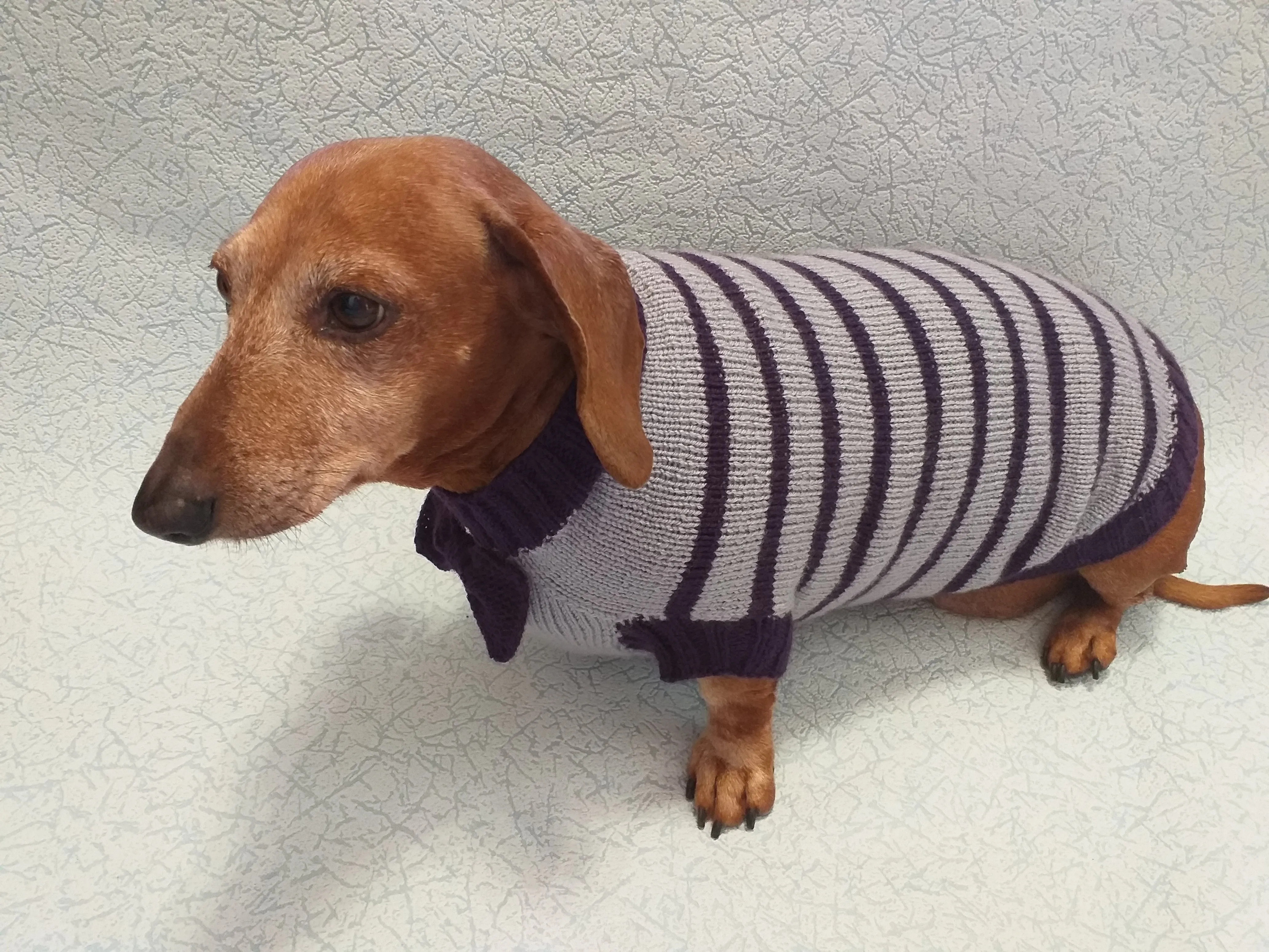 Purple striped knitted bow sweater for dachshund or small dog